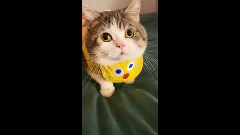 Trend cat