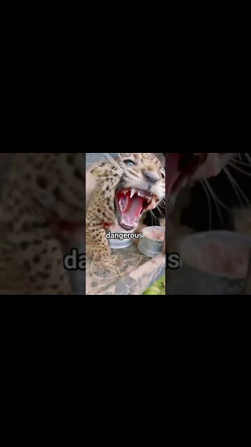 Dangerous Roar #UbertainmentFun #ytshorts #tiger #roar #dangerousroar #dangerous #viralvideo2022