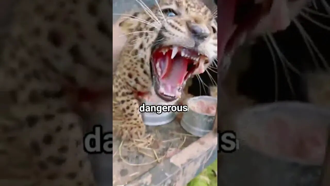 Dangerous Roar #UbertainmentFun #ytshorts #tiger #roar #dangerousroar #dangerous #viralvideo2022