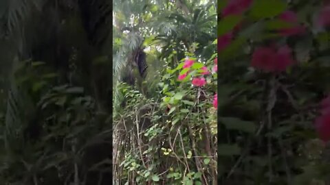 어린이대공원 온실 부겐베리아 종려죽