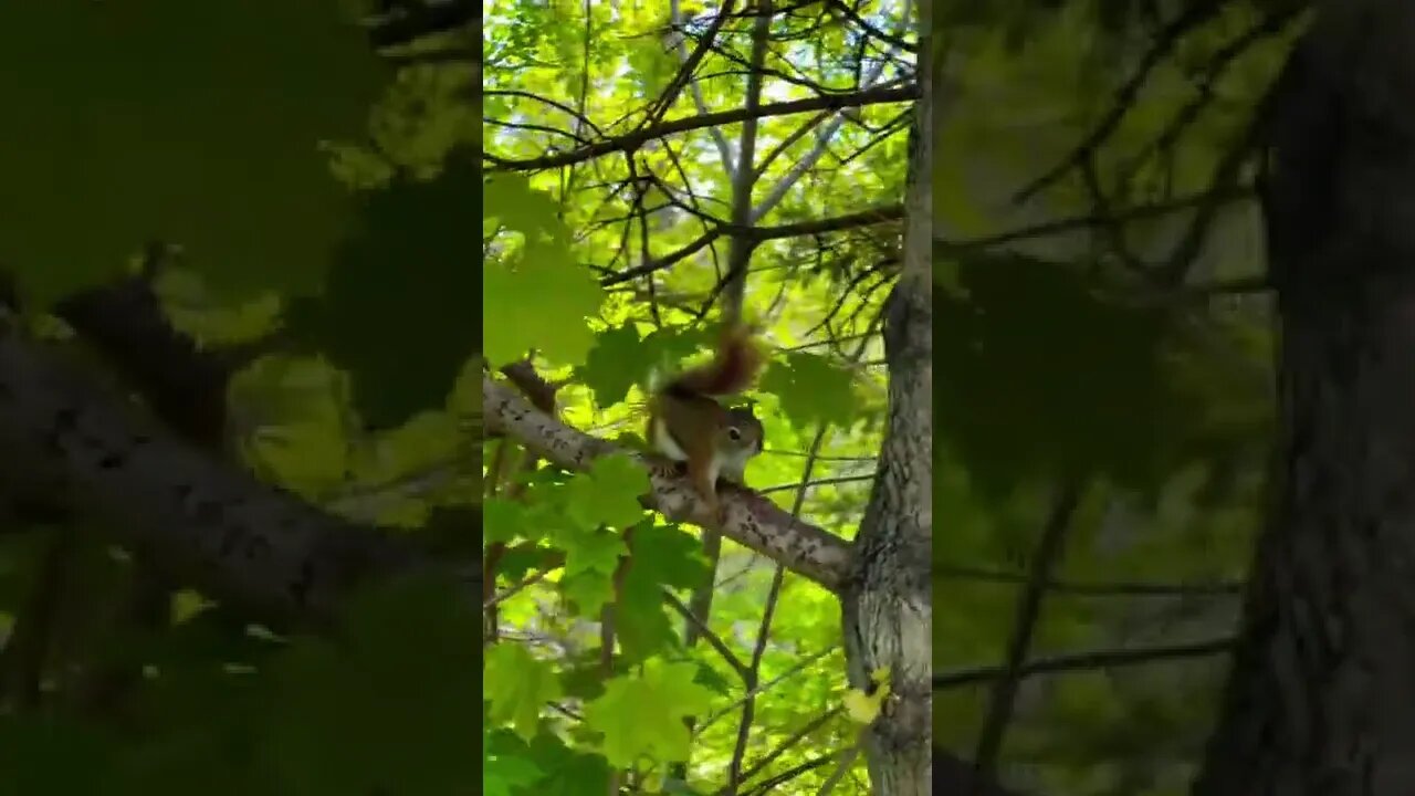 Up close with a cute squirrel 🐿