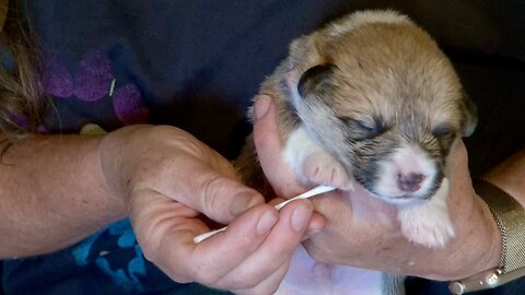 Willow's Litter 9-11 Days Old