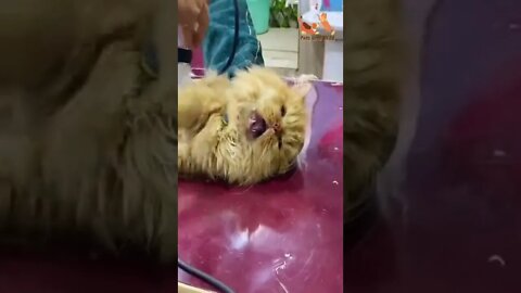 aggressive cat at the time of hair cut #Petsandwild #cats2022 #cats