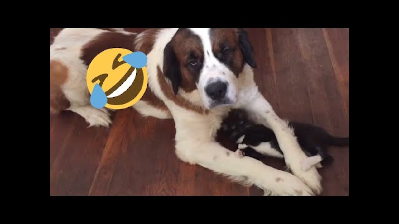 Funny dogs and cats videos 2022| Funny dog videos