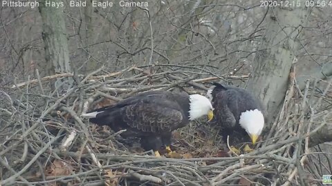 Hays Eagles Mom comes in with stick 2020 12 15 954am