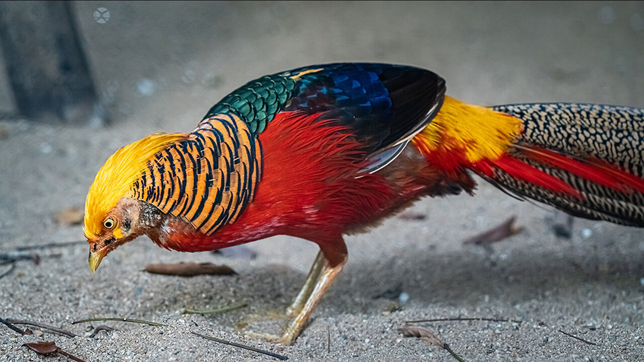 BEAUTIFUL BIRDS - GOLDEN PHEASANT & WADING BIRDS