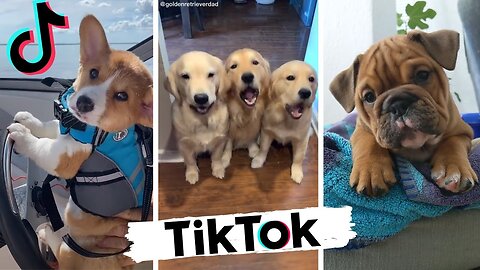 Funniest Animals on TikTok 🥰 The Cutest, Most Hilarious Videos On TikTok!