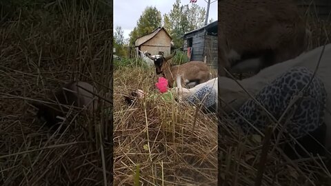 Goat Attack!