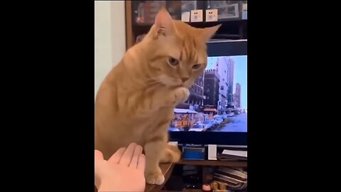 "Feline Frenzy: Hilarious Cat Clips"