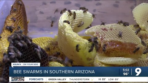 Bee attacks in Cochise County are on the rise due to monsoon