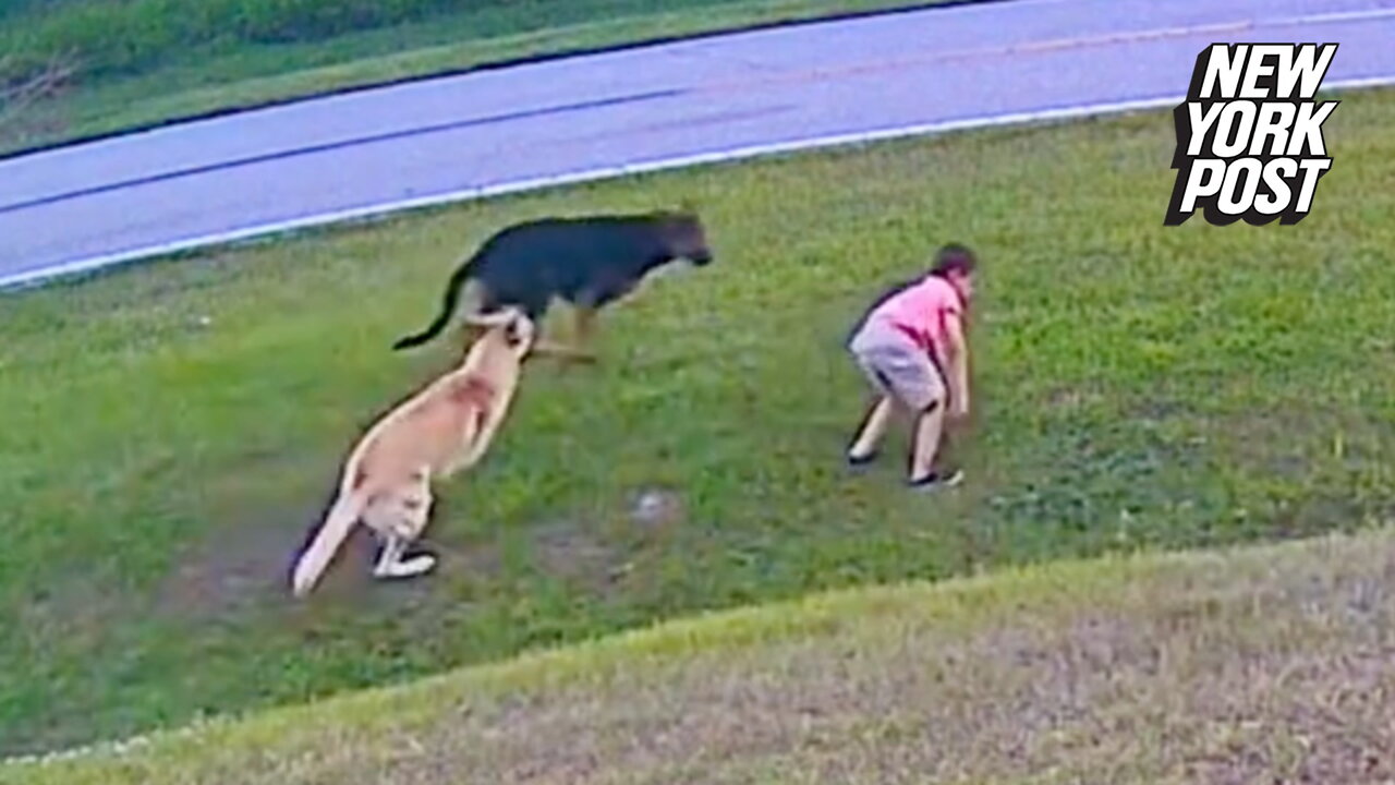 Hero German shepherd saves 6-year-old boy from attack by neighbor's dog