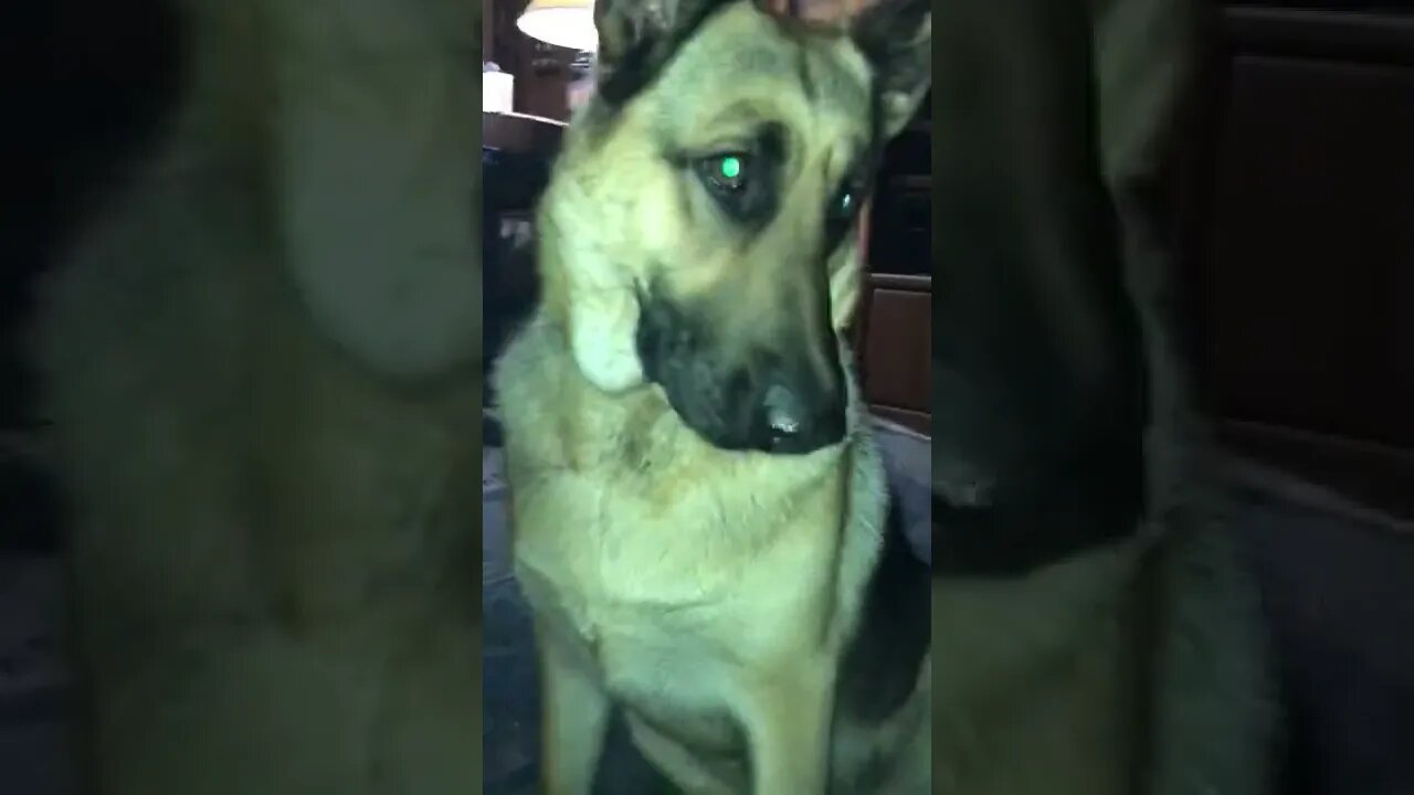 German Shepard knocks phone out of womans hand