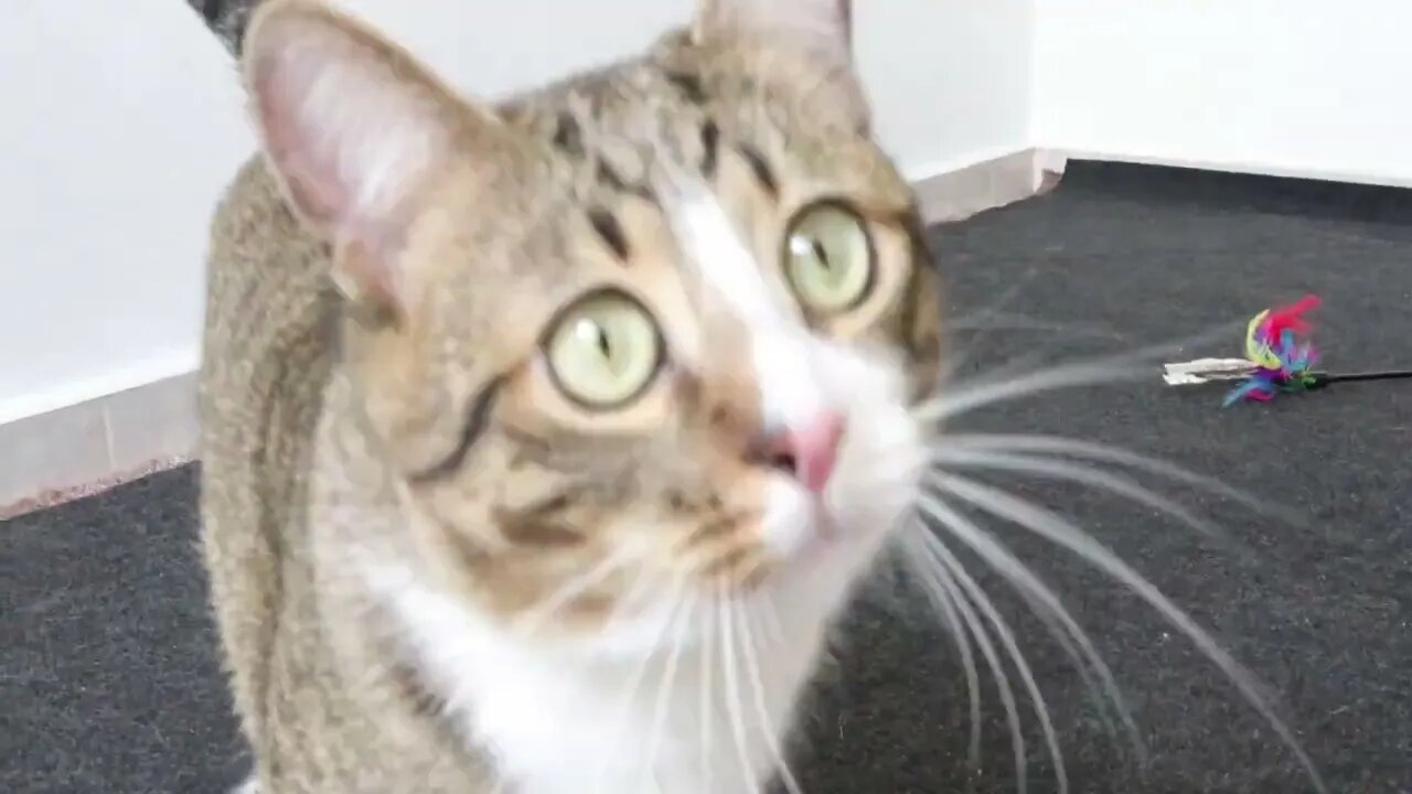 This Cat Is Very Attentive