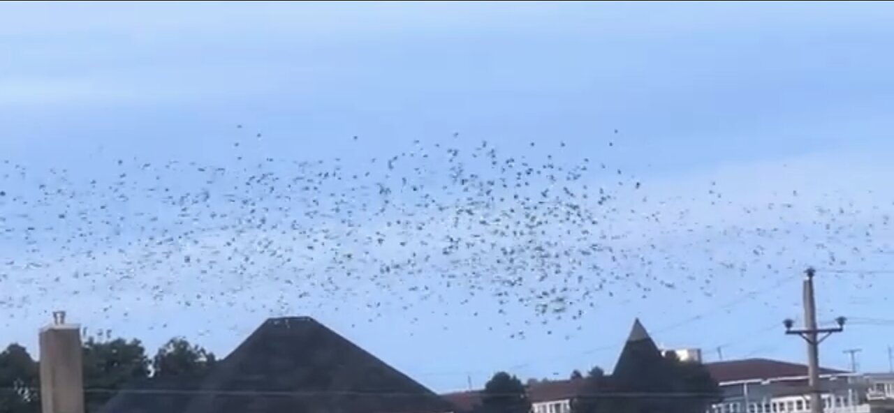 Count The Starlings