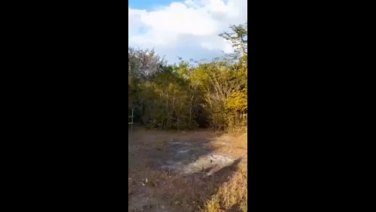 They lost inside the forest 😂