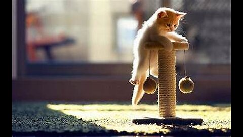 PLAYFULL CAT