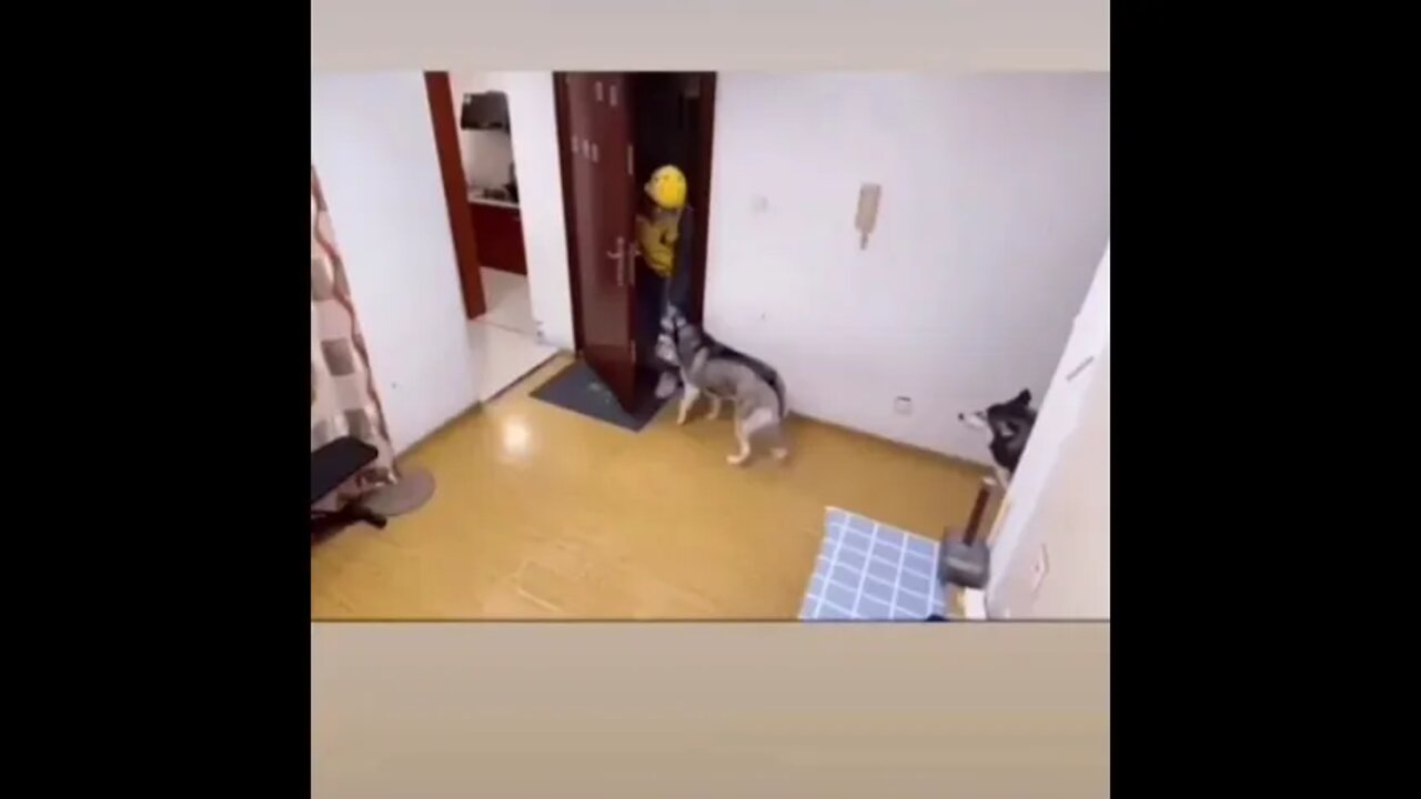 qué perro cabron 😂😂😂😂😂😂