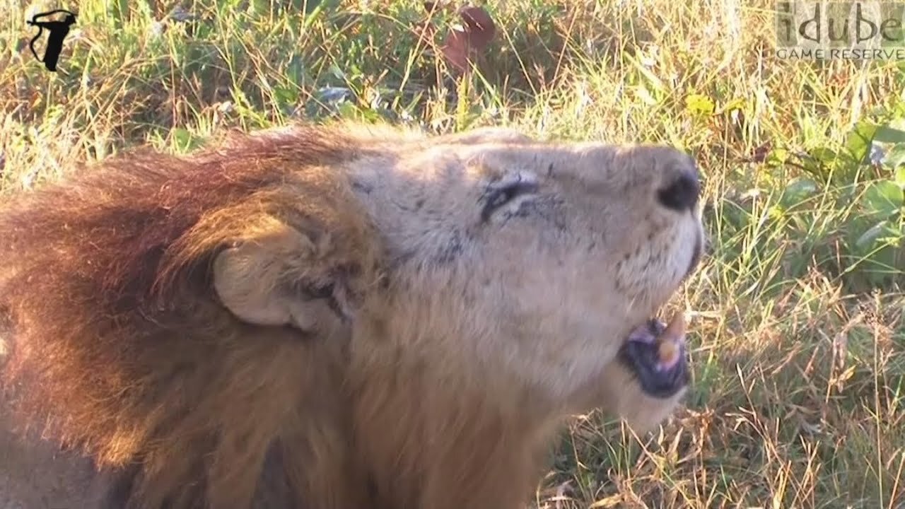 Lion Roaring In Broad Daylight