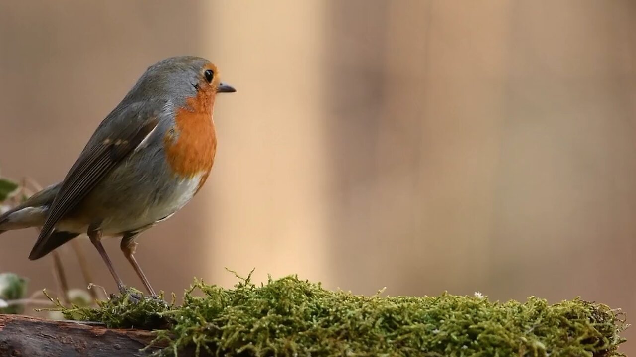 Robin Bird 🐦 Forest 🌳