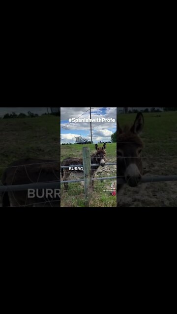 Farm Animals. Vocabulary how to say Donkey in Spanish. Burro #Spanishwithprofe