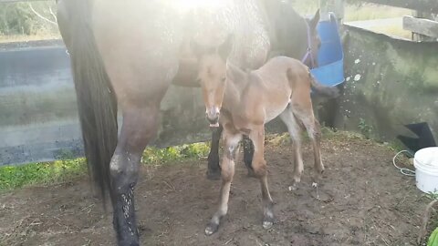 My horses