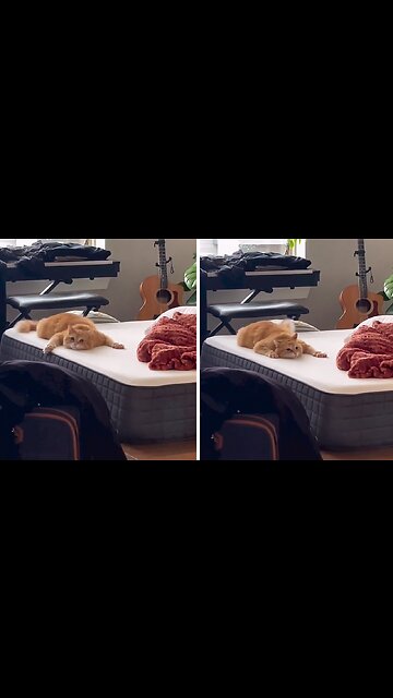 This cat is on another level