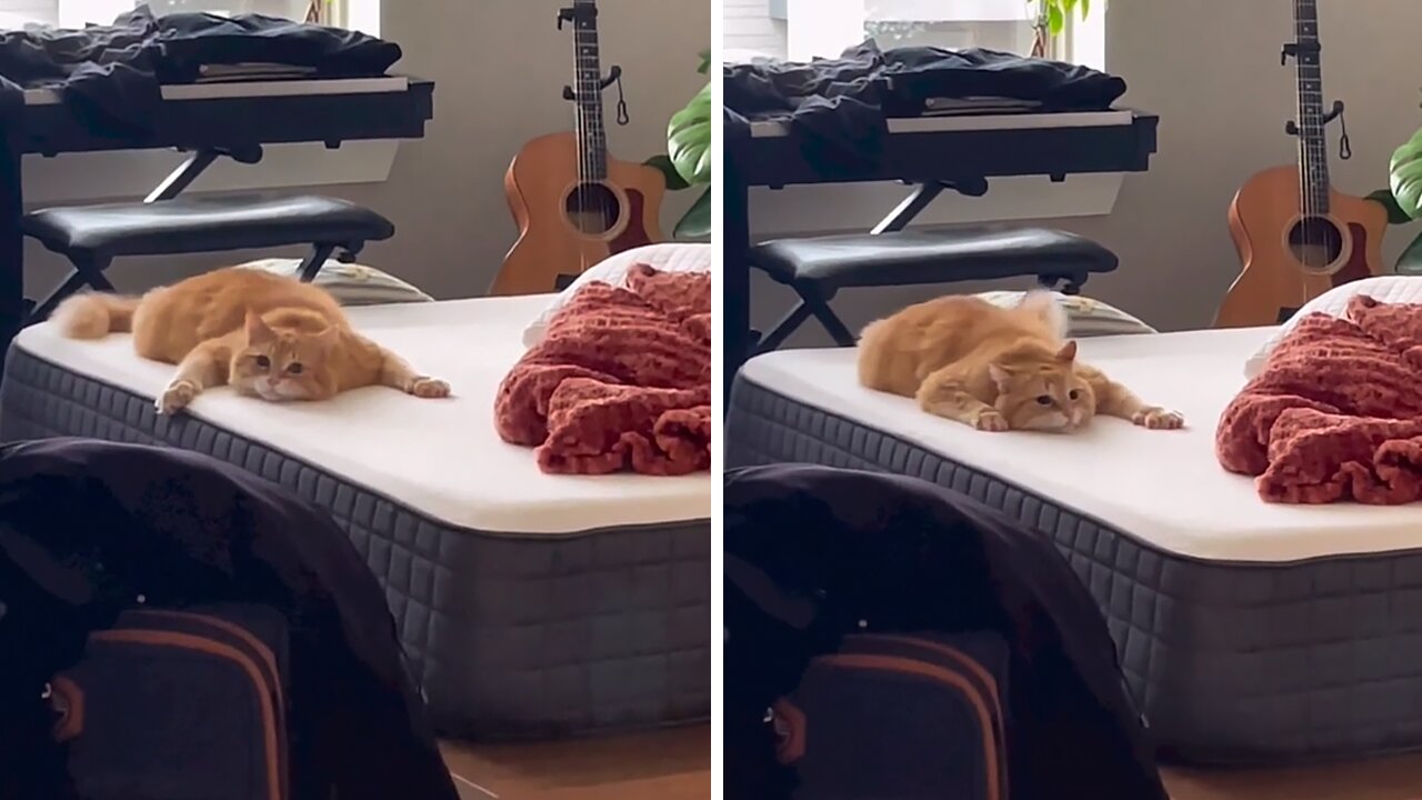 This cat is on another level