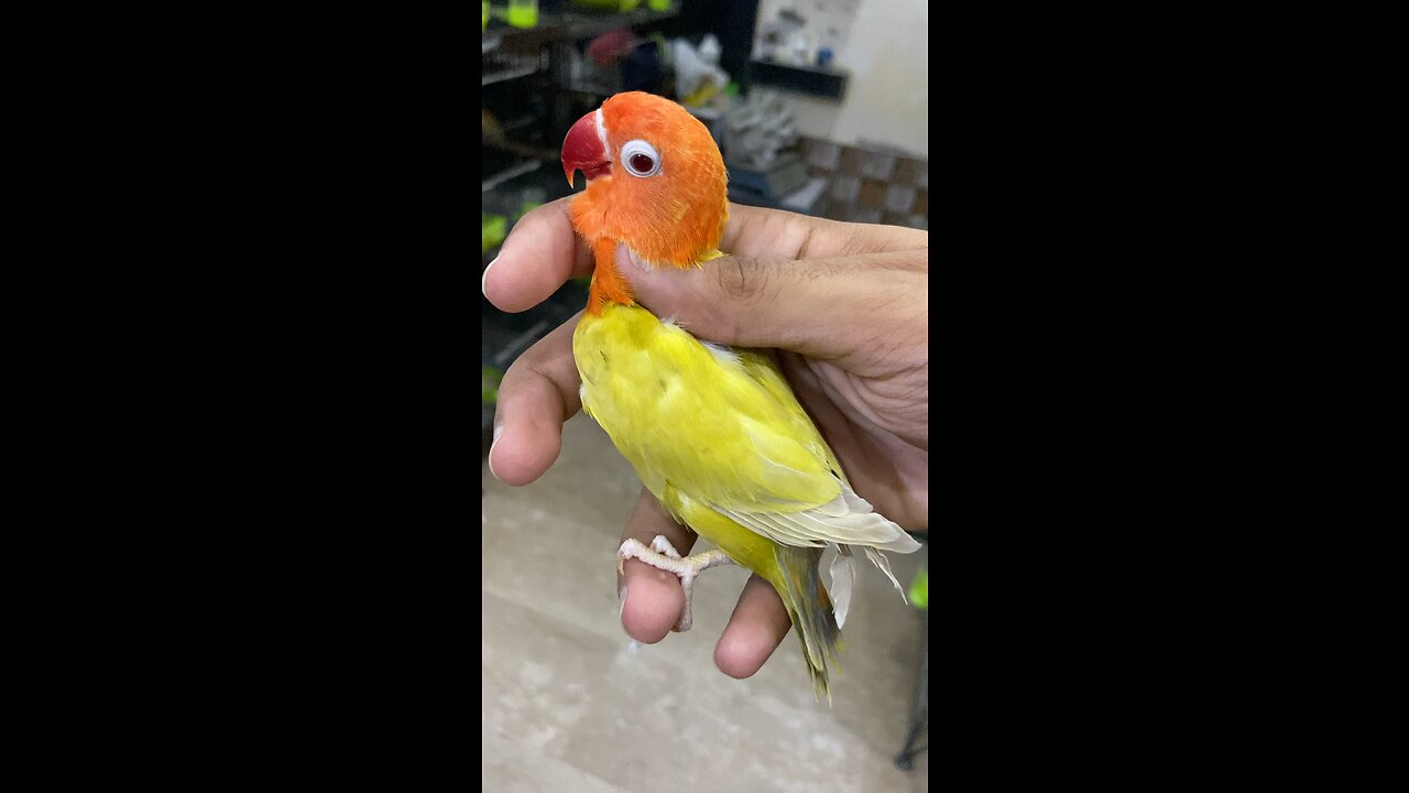 Beautiful Animal Parrot Love Birds Green Palefellow/Blue Or Parblue