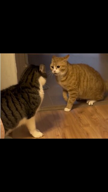 “Whisker Wars: A Playful Ballet of Feline Friends”