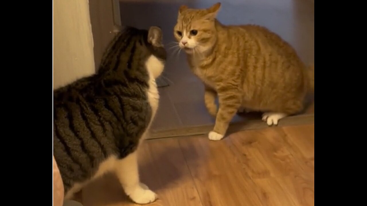 “Whisker Wars: A Playful Ballet of Feline Friends”