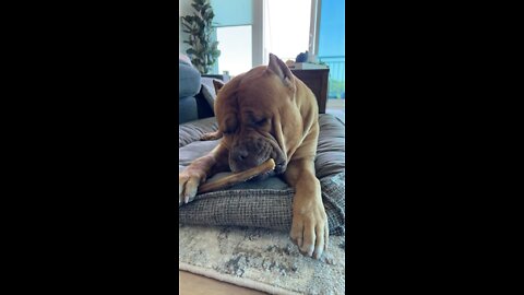 MASSIVE Pit Bull enjoying his deer 🦌 leg bone 🦴