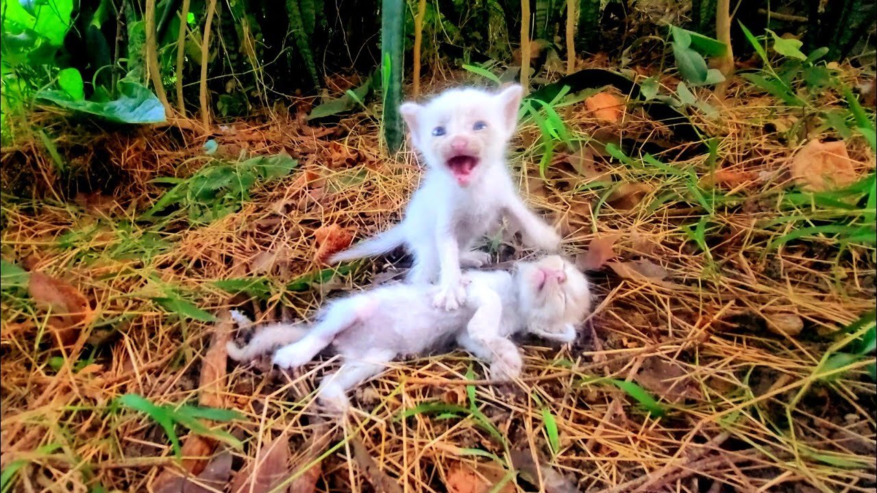 Video: This Kitten was LEFT FOR DEAD: What Happens Next you wouldn't believe