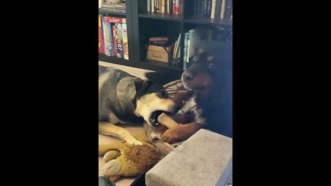 When you confess your love, but she's only after your bone