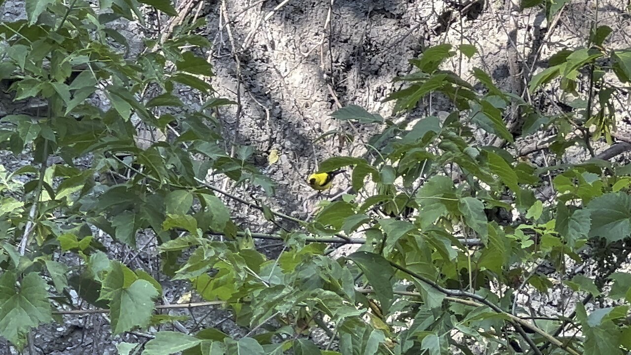 So many Golden Finch bathing