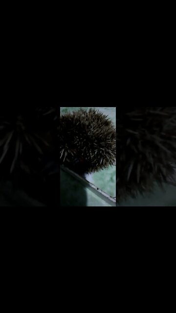 a little hedgehog that I rescued from a motorway