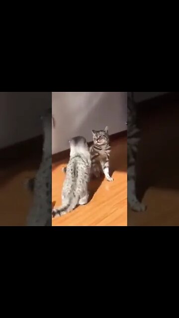 #youtubeshorts #cats #shorts #funnycats #PersianCatsZone 😺