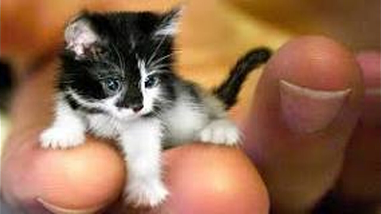 Saved the world's smallest kitten!! And build a new cat house