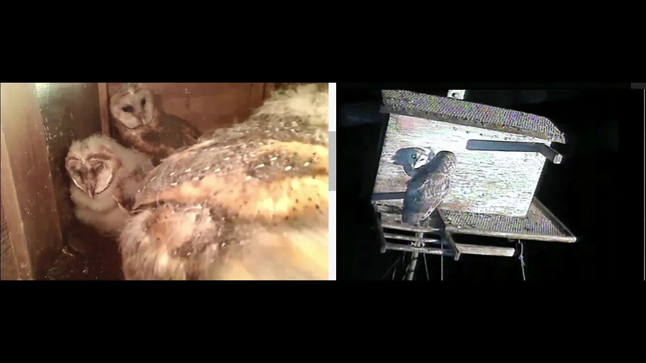 Dee, I think it was him, porched at 2:55 am obt.4-30-20
