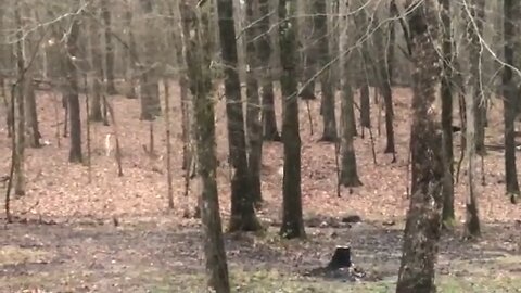 Lone cat takes on herd of deer