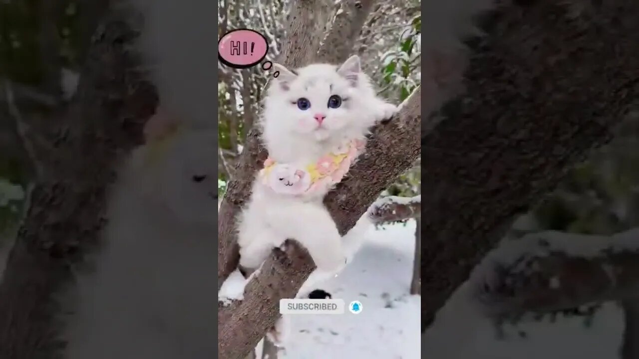 funny cat videos | cute cat videos| cute animals funny cats #shorts #shortsfunny #cutecat #funnycat