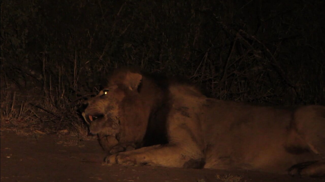 Roaring Male Lion Can't Stay Awake With Full Belly