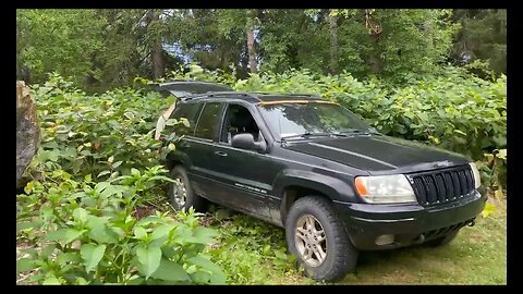 Jeep Backing into Japanese Knotweed to get a table 7 26 2022