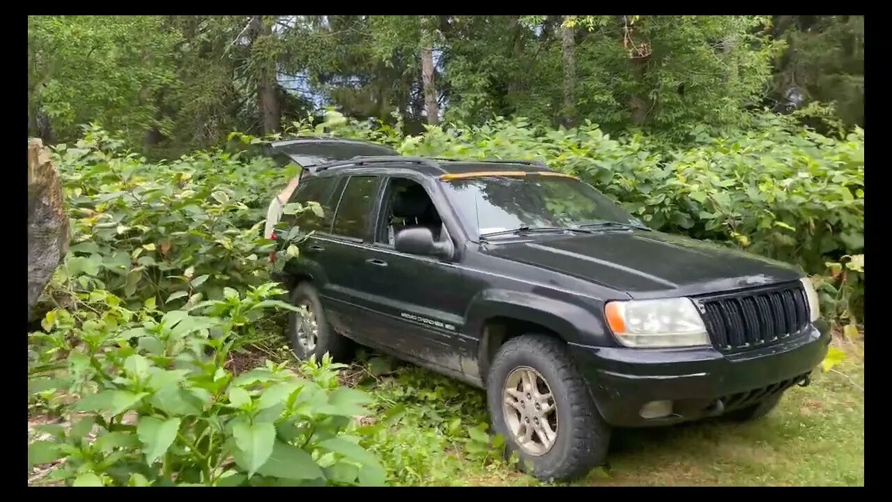Jeep Backing into Japanese Knotweed to get a table 7 26 2022
