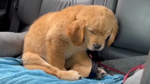 Funniest & Cutest Golden Retriever Puppies