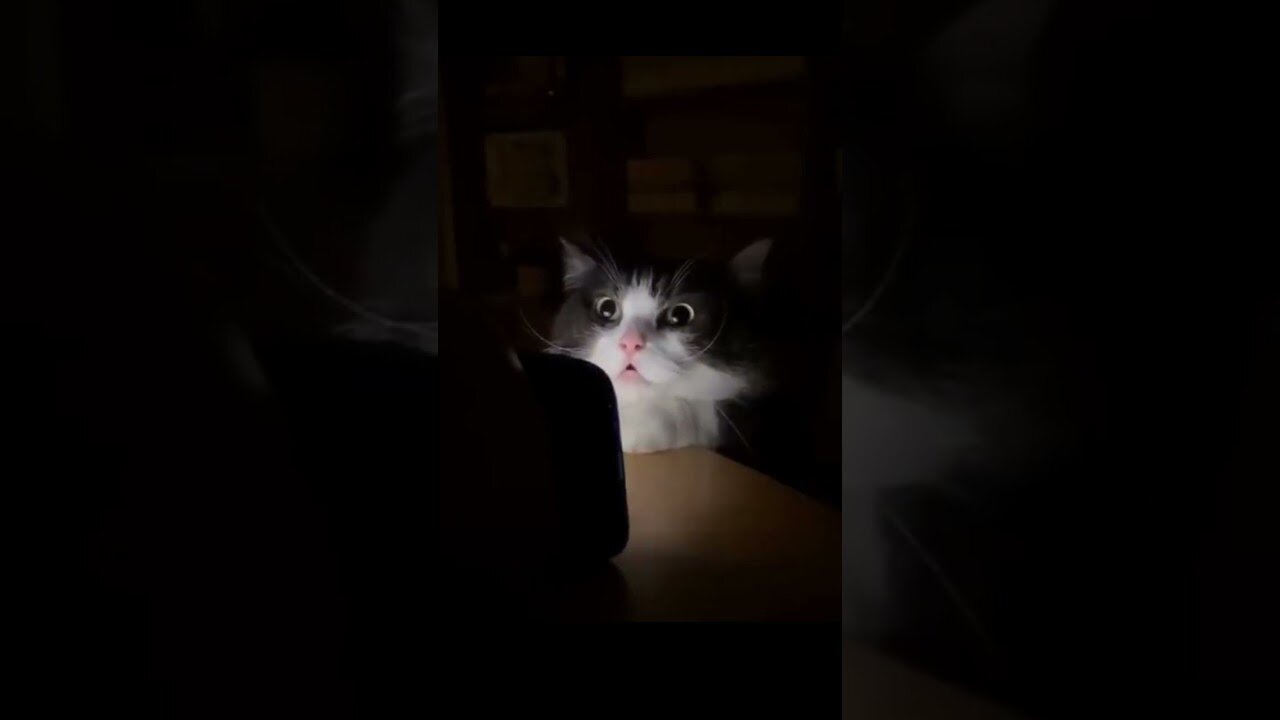 Cute cat funny video! Cat videos! shorts, funny, cat, cats, cat lover