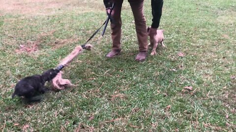 Female pups out of Scratch x Onyx at 8 weeks