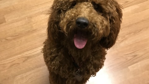 Dancing mini poodle dances for treats