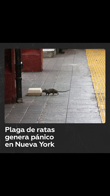 Pánico en Nueva York ante el creciente número de ratas