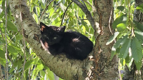 Rescuing 2 Kittens from a NYC Park