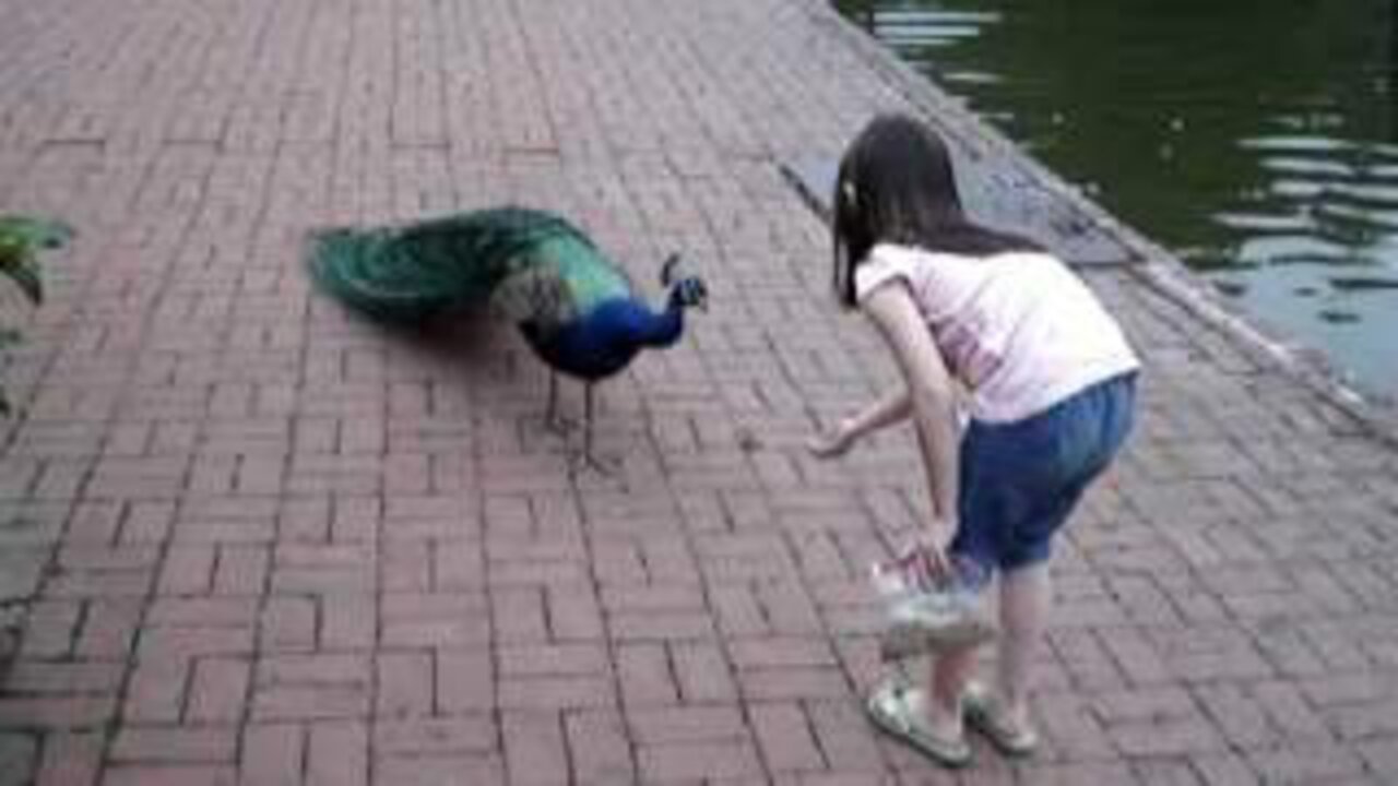 Peacock Scare